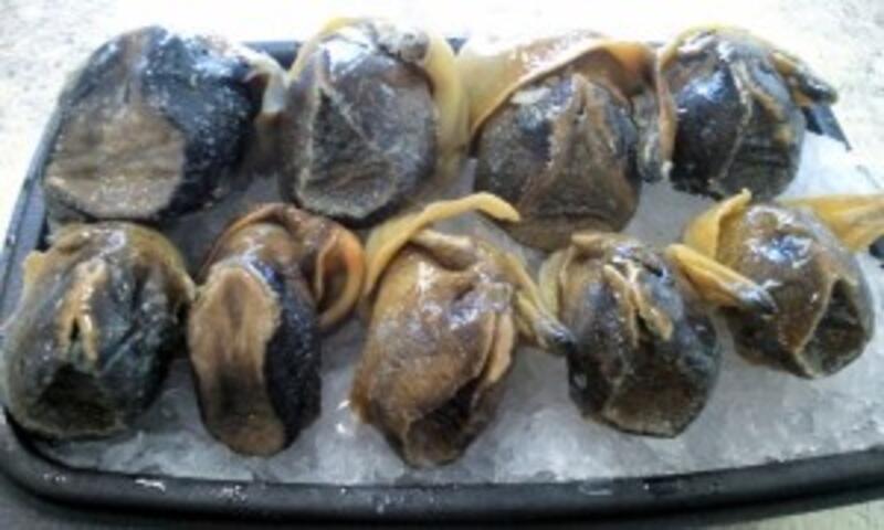 Medium Black Conch