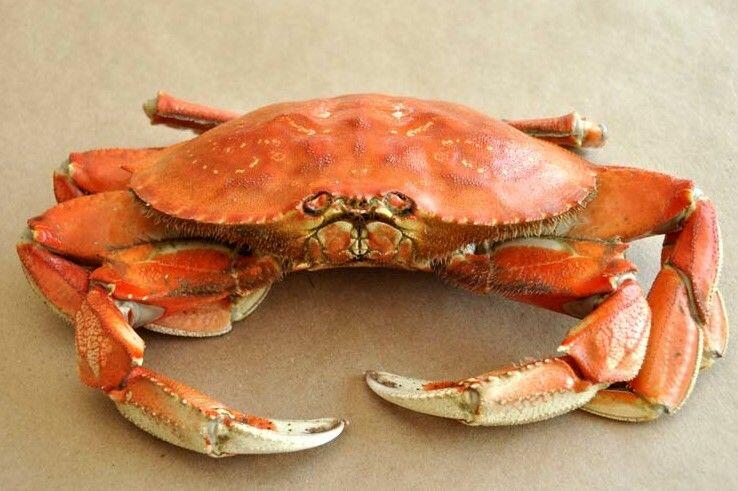 Dungeness Crab