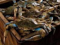 Live Blue Crab