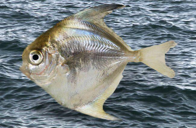 Pompano Fish
