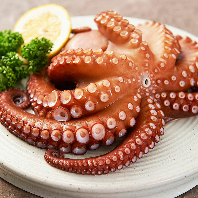 Octopus