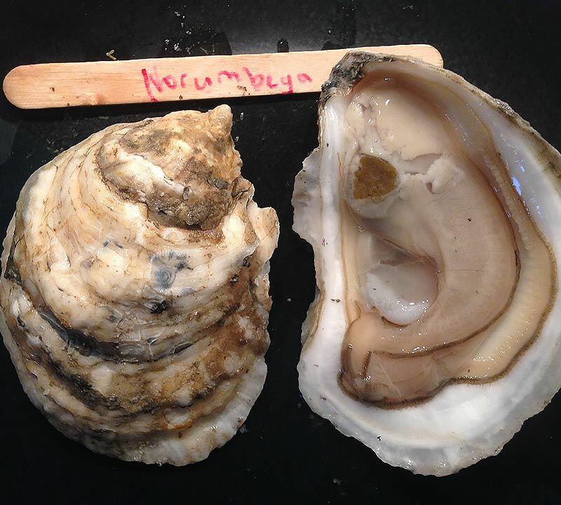 Whole Shell Oyster