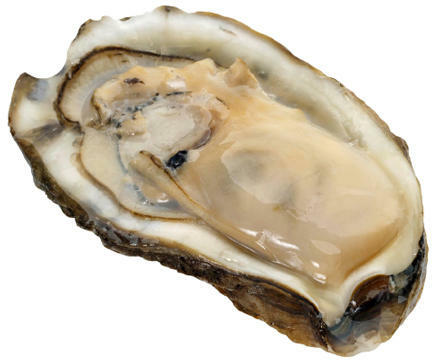 Oyster $1.5per/ Pc