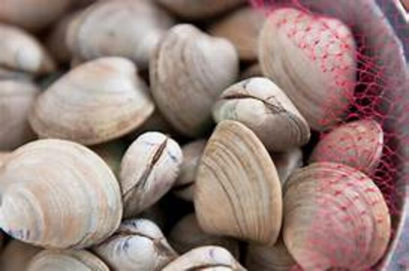  Clam
